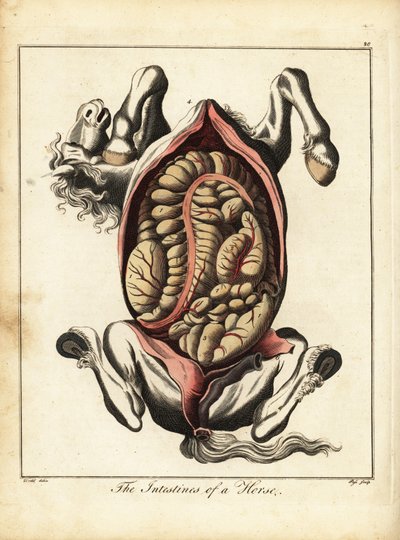 The Intestines of a Horse. 1792 by Daniel (after) Dodd