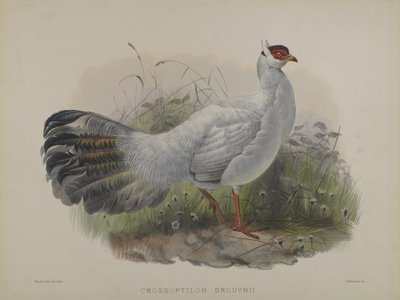 Crossoptilon Drouynii by Daniel Giraud and Gould John Elliott