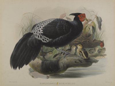 Euplocamus Horsfieldii by Daniel Giraud and Gould John Elliott