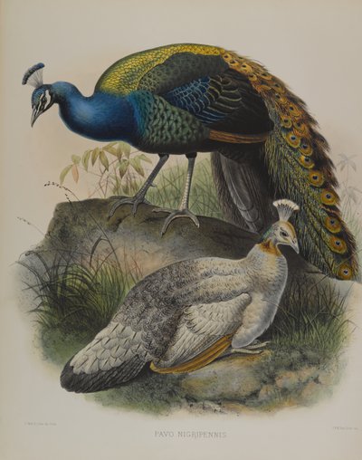 Black Shouldered Pea Fowl by Daniel Giraud and Gould John Elliott