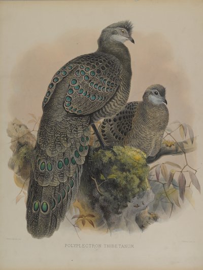 Polyplectron Tibetanum by Daniel Giraud and Gould John Elliott