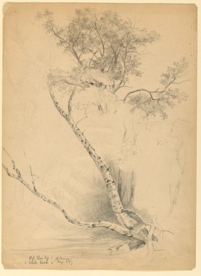 Old Elm Top and White Birch, North Conway, New Hampshire by Daniel Huntington