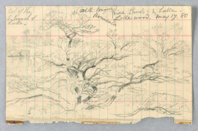 Pine Shrub by Lake, Lakewood by Daniel Huntington
