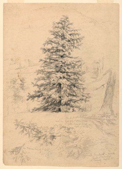 Study of a Hemlock, North Conway, New Hampshire by Daniel Huntington