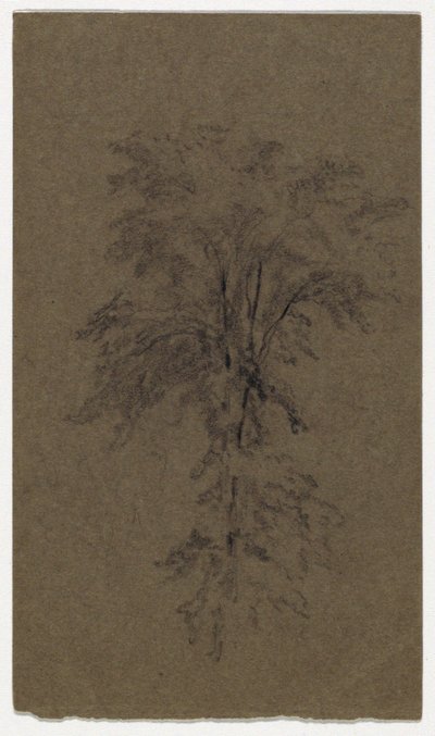 Study of an Elm by Daniel Huntington