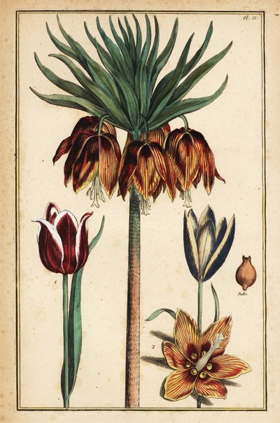 Crown imperial lily, Fritillaria imperialis, and tulips, Tulipa gesneriana by Daniel Rabel