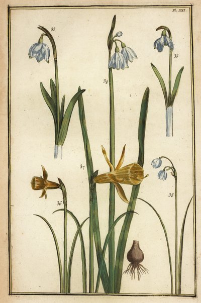 Wild daffodil, Narcissus pseudonarcissus, and snowdrops, Galanthus nivalis by Daniel Rabel