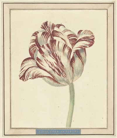 Tulip, named Bisar, Cardinal de Fleuri by Daniël Marot (II)
