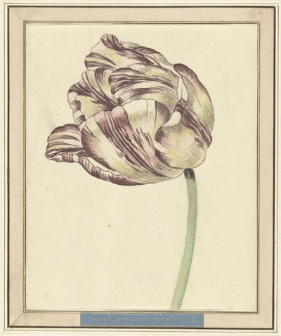Tulip, Named Bisar, States General by Daniël Marot (II)