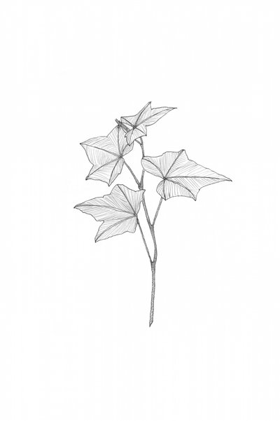 Botanical Line Art by Danushka Abeygoda