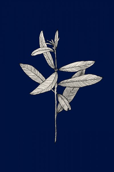 Elegant Botanical Drawing by Danushka Abeygoda