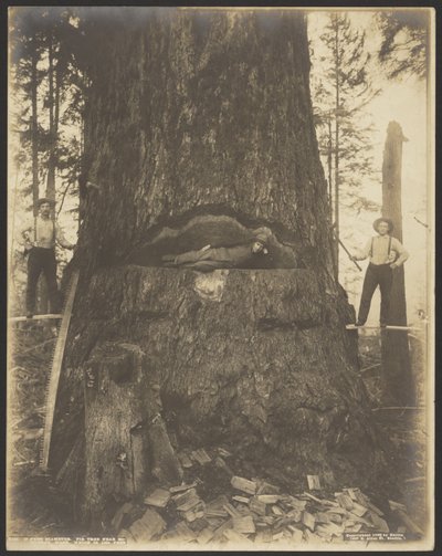 17 Feet Diameter Fir Tree near McMurray, Washington by Darius Kinsey