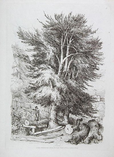 Beech No. 18, illustration from Progressive Lessons on Landscape for Young Beginners, 1816 by David Cox