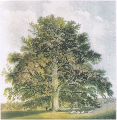 Pollard Willows, Nature in Britain by David Cox