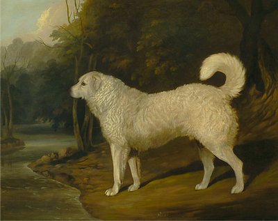 Portrait of a Dog, Ross by David Dalby of York