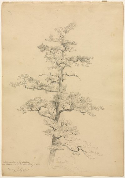 Pine Tree, Conway, New Hampshire (recto), c. 1851 by David Johnson
