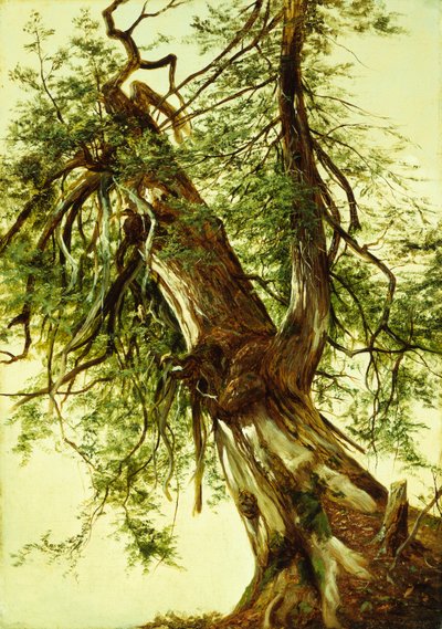 Study of a Cedar by David Johnson