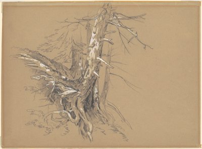 Tree Trunks by David Johnson