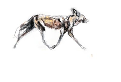 African Wild Dog Running, 2020 by David Mayer