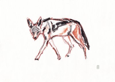 African black backed jackal by David Mayer