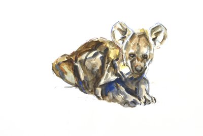 Hyena Pup by David Mayer