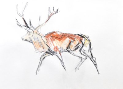 Red Deer Stag, 2020 by David Mayer