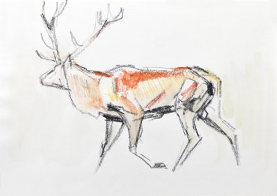 Red Deer Stag by David Mayer