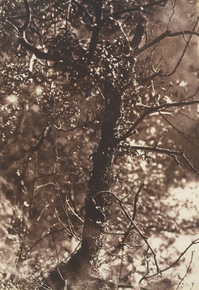 The Fairy Tree at Colinton, 1846 by Hill and Adamson