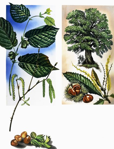 All Sorts of Nuts: Hazel Nuts & Sweet Chestnuts by David Pratt