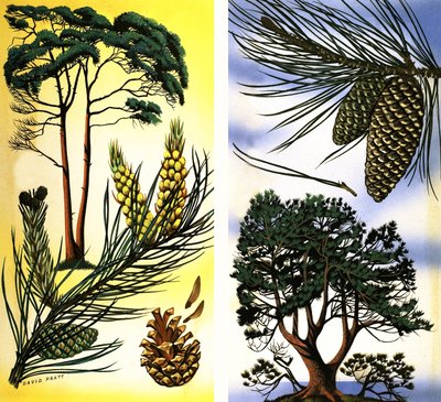 All Sorts of Pine and Fir Trees: Scots Pine & Maritime Pine by David Pratt