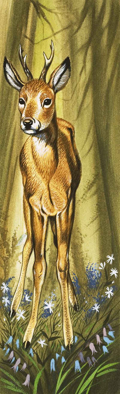 The Roe Deer by David Pratt
