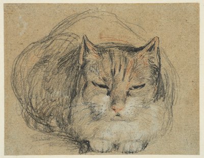 Cat, study for 