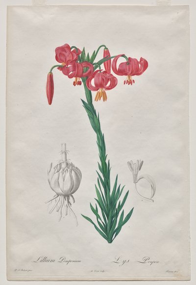 Lillium Pomponium (Turban Lily), plate 7 from Les Liliacées by De Gouy