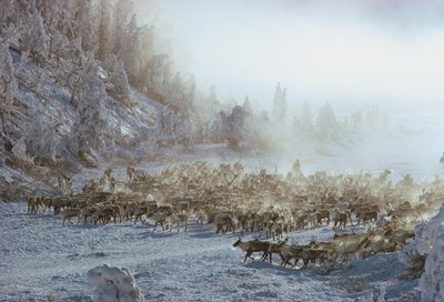 Reindeer, elk, caribou or similar herd of animals in snow covered winter landscape by Dean Conger