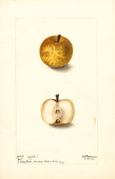 Apples (No.1) by Deborah Griscom Passmore