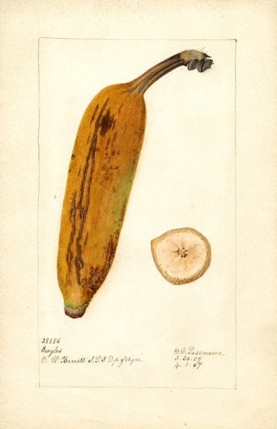 Banana (Ingles) by Deborah Griscom Passmore