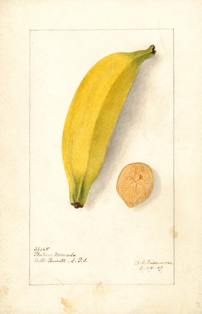 Bananas (Platano Morado) by Deborah Griscom Passmore
