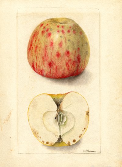 Bitter Pit Apples by Deborah Griscom Passmore