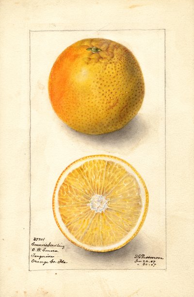 Conners Seedling Oranges by Deborah Griscom Passmore