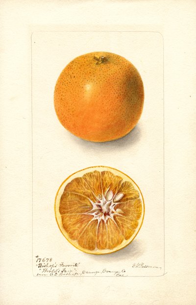 Oranges (Bishops Favorite) by Deborah Griscom Passmore