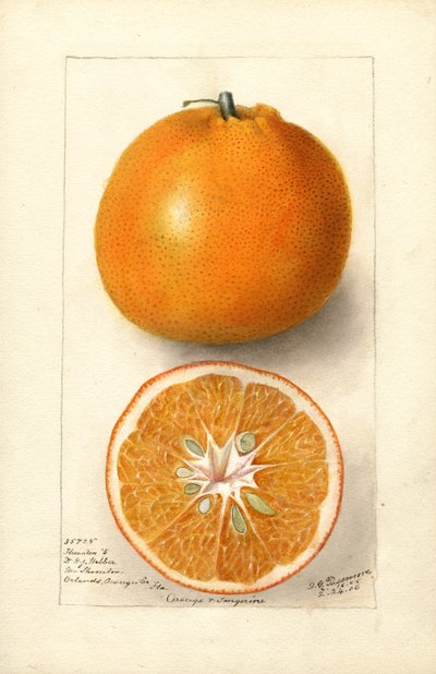 Oranges (Thornton No. 5) by Deborah Griscom Passmore