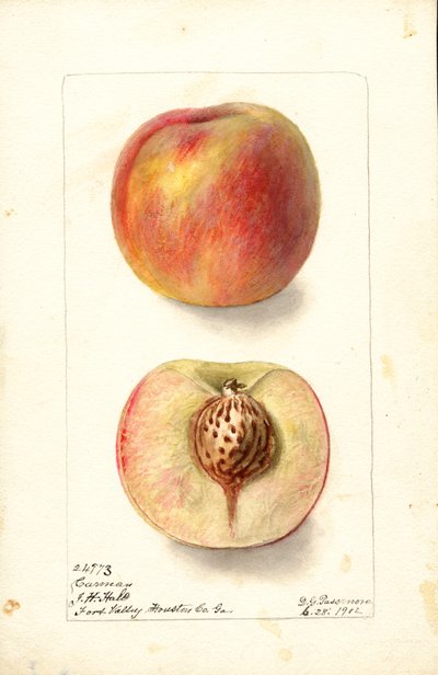 Peaches (Carmen) by Deborah Griscom Passmore