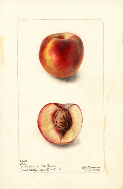 Peaches (Hiley) by Deborah Griscom Passmore