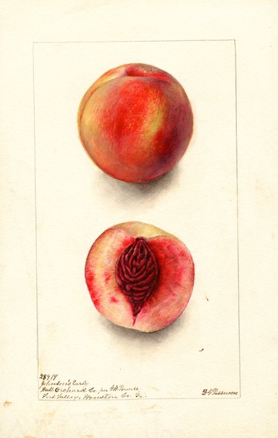 Peaches (Johnsons Early) by Deborah Griscom Passmore