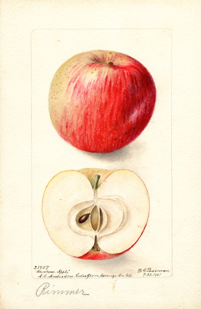 Rimmer Apples by Deborah Griscom Passmore