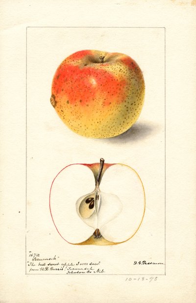 Tecumseh Apples by Deborah Griscom Passmore