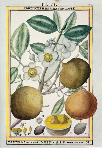 Hermaphrodite Apricot Tree, from 