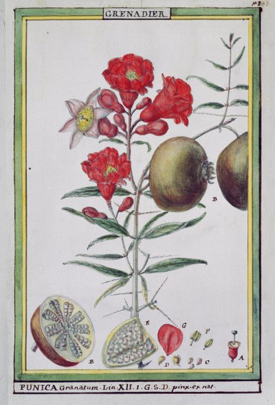 Pomegranate Tree, from Florindie ou Historie physico-economique des vegetaux de la Torride, 1789 by Delahaye
