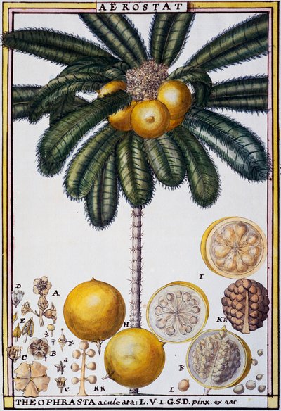 Aerostat (Theophrasta aculeata), from Florindie ou Histoire physico-economique des vegetaux de la Torride by Delahaye Delahaye
