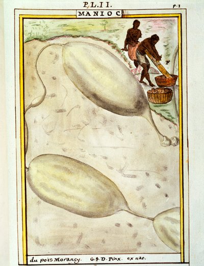 Cassava or manioc (Manihot esculenta), watercolour by Delahaye by Delahaye Delahaye